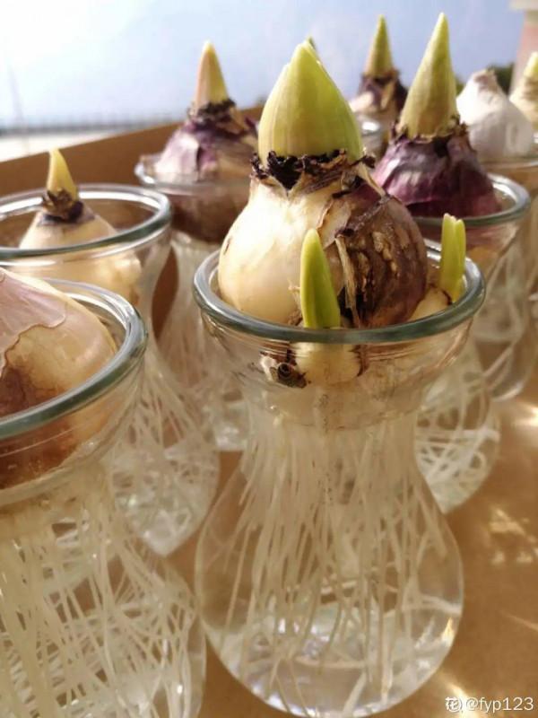 風信子到了夏天，趕緊挖出來埋沙裡，秋天繼續種