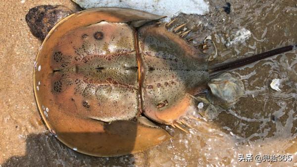 福建一男子海邊垂釣，在沙灘上遇二級&OpenCurlyDoubleQuote;國保&rdquo;，有人認識嗎？