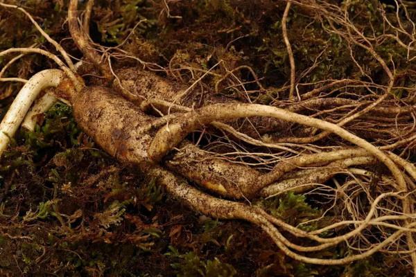 錯當人參的“老毒物”，無良商家的“賺錢法寶”商陸，有毒有價值