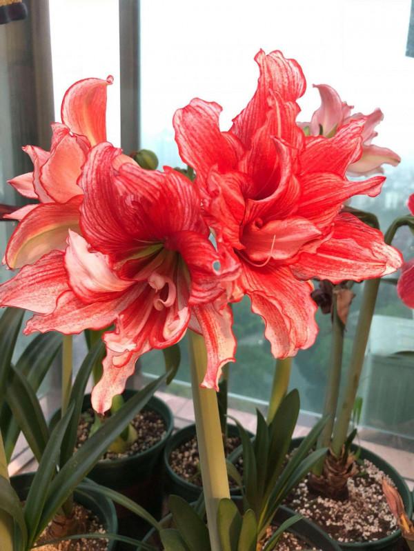 4種“怕熱花”，不要放在暖氣房，搬出去凍一凍，開花才能開爆盆