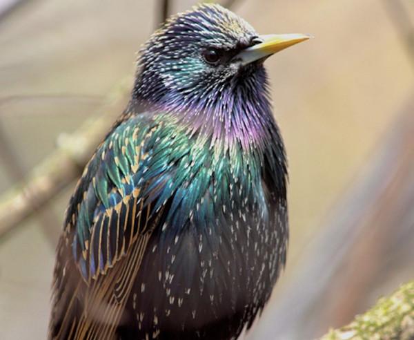 狂熱莎翁粉絲在紐約放飛60只小鳥，百年後竟變成全美國的災難