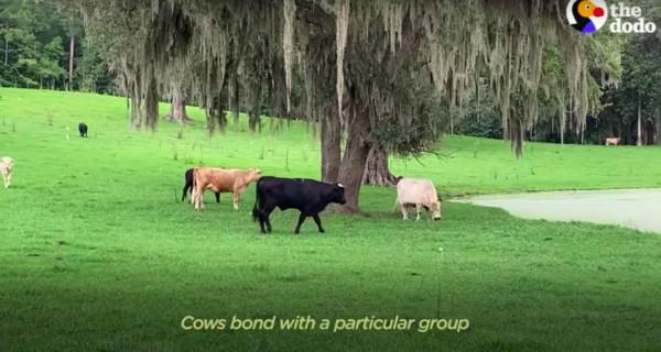 美國一頭牛逃出屠宰場，警察追捕8個月，結果整個小鎮都愛上它了