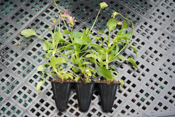 植物幼苗徒長不用怕，只要剪一剪，重新圓潤緊湊