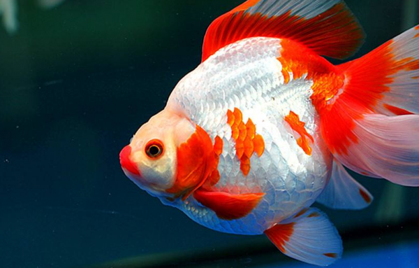 釣魚人野釣都犯了一個大錯&comma;劉志強也不能倖免&comma;釣到金魚錦鯉咋辦&quest;