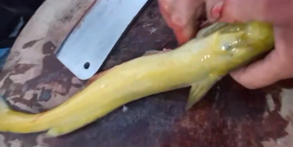 河南老鄉黃河釣起“半米長黃辣丁”，馬上有人出200元想買