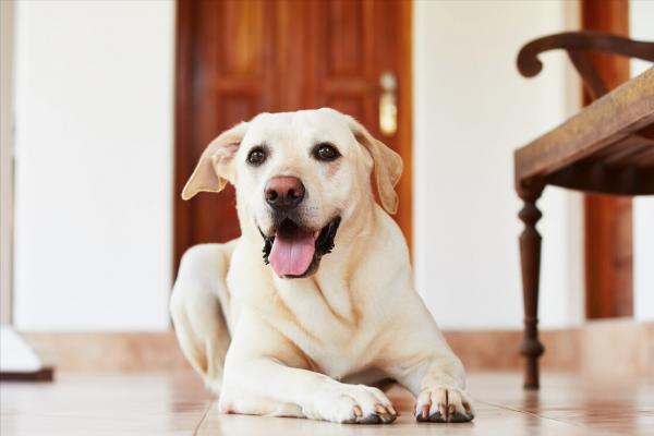 拉布拉多體臭怎麼解決？