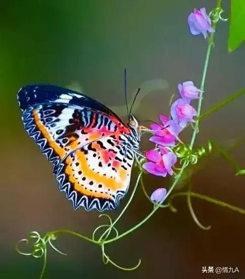 好漂亮的蝴蝶，美麗的草原我的家風景如畫