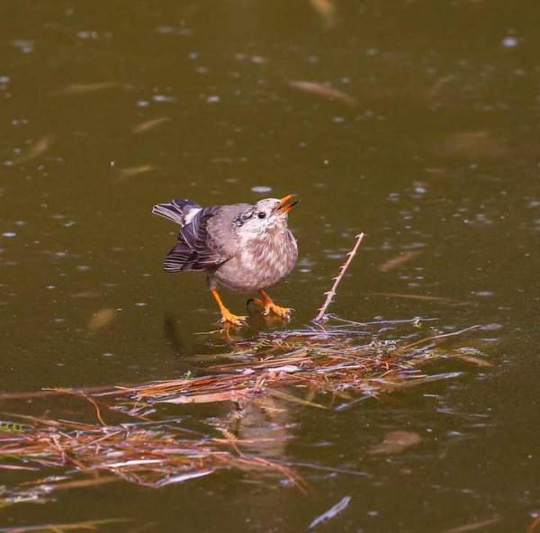 美麗漂亮的灰椋鳥