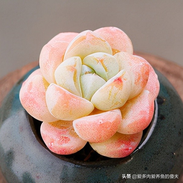 適合我們南方煉獄區的多肉推薦這些，養護簡單度夏輕鬆成就感爆棚