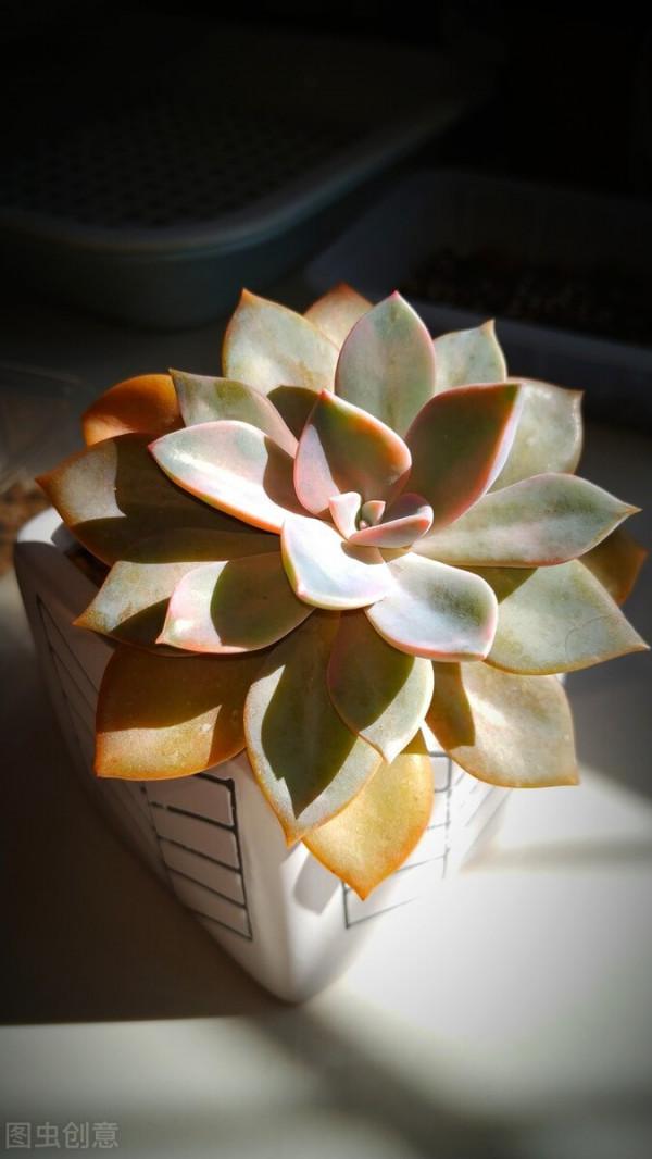 上色特快的6種多肉，秋天適當曬曬，就能“鶴立雞群”