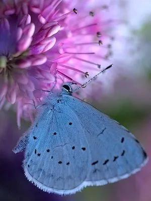 分享——美麗的蝴蝶