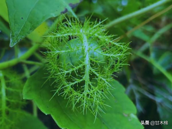 帶你一起回味62種南方野果子,它們是物質匱乏年代小朋友的零食 帶你一起回味62種南方野果子,它們是物質匱乏年代小朋友的零食