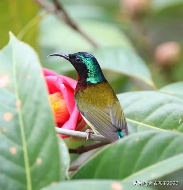 茶花滿樹開，眾多鳥兒來