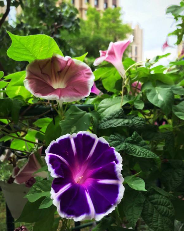 有院子一定要養“8種花”，色彩斑斕，四季有花，漂亮搶眼如花園