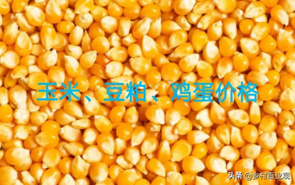 12月25日玉米、豆粕、雞蛋價格