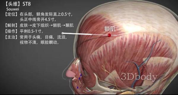 頭維穴—清熱祛風止頭痛 頭維穴—清熱祛風止頭痛