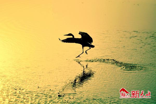 美麗天水湖 鷺影弄清波