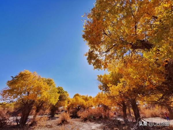 額濟納這些最美秋色,今年看不到了,來年你要去嗎? 額濟納這些最美秋色,今年看不到了,來年你要去嗎?
