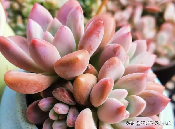 據說養多肉也有等級之分,一共6個等級,來看你達到哪個等級了? 據說養多肉也有等級之分,一共6個等級,來看你達到哪個等級了?