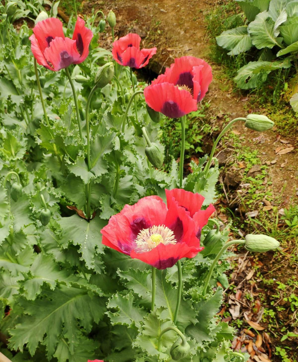 花也不能隨便種,要是“踩了雷”,可能惹來“牢獄之災” 花也不能隨便種,要是“踩了雷”,可能惹來“牢獄之災”