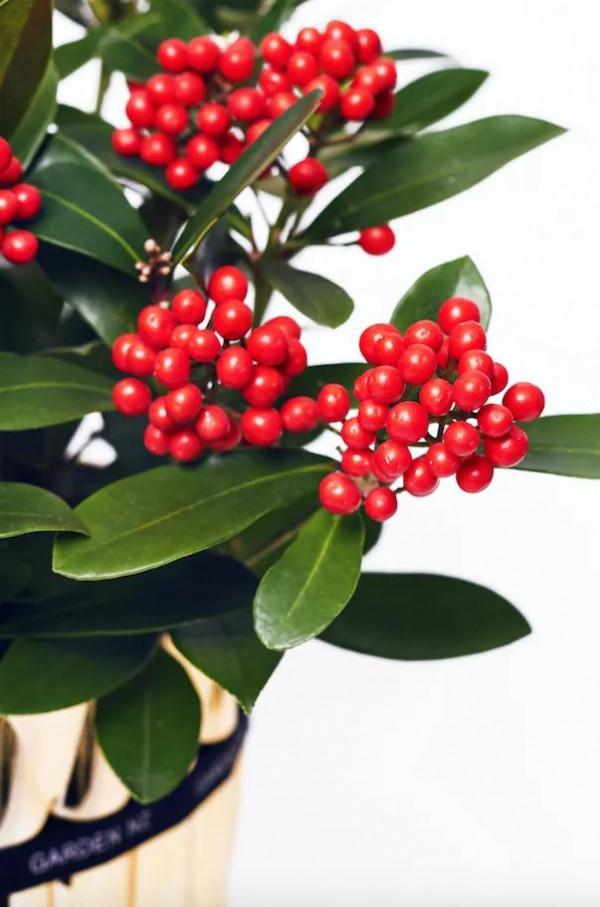 紅玉珠，顏值高，吉祥，有毒注意一下就ok了，就是價格高呀