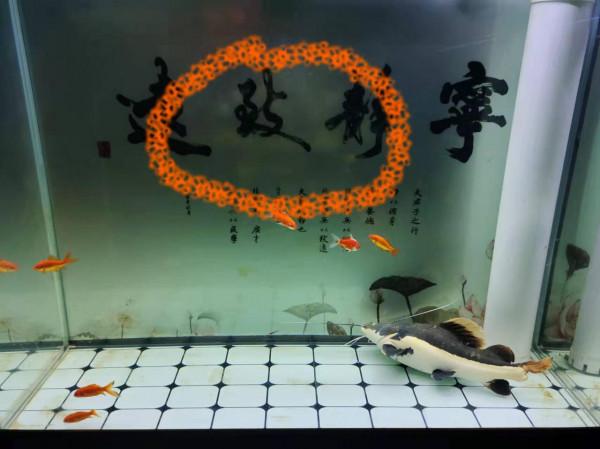 只要看到魚缸壁上出現這些髒東西，擦去，全部擦去，不能留下來