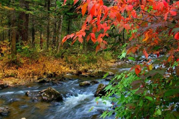 什麼才是原始森林?看看長白山深處的樣子,你會豁然開朗 什麼才是原始森林?看看長白山深處的樣子,你會豁然開朗