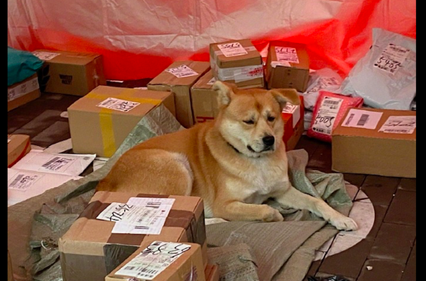 面對主人假期調休，狗趴在那裡愁眉苦臉的：我為什麼要經歷這些？