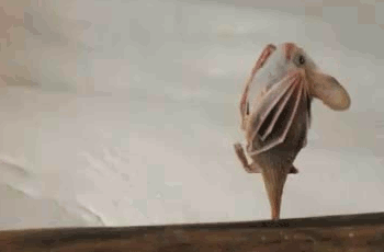 靈性十足的哺乳動物 靈性十足的哺乳動物