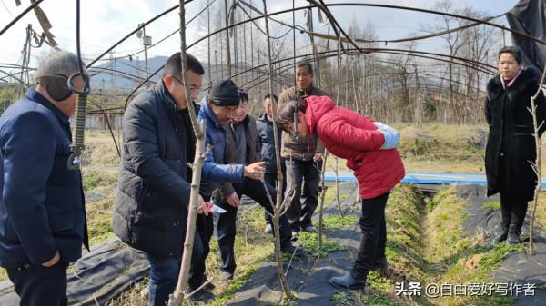 勉縣定軍山林果園有位身殘志堅的聾啞女骨幹