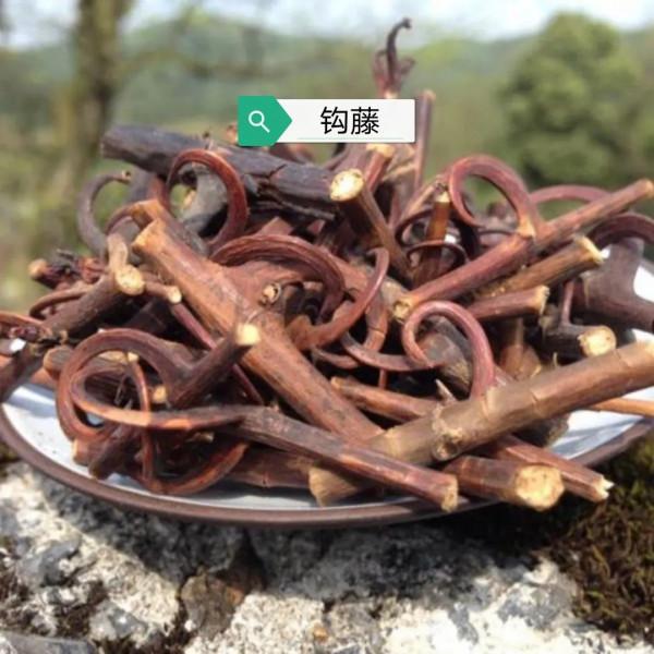 中藥古今研究:鉤藤 中藥古今研究:鉤藤