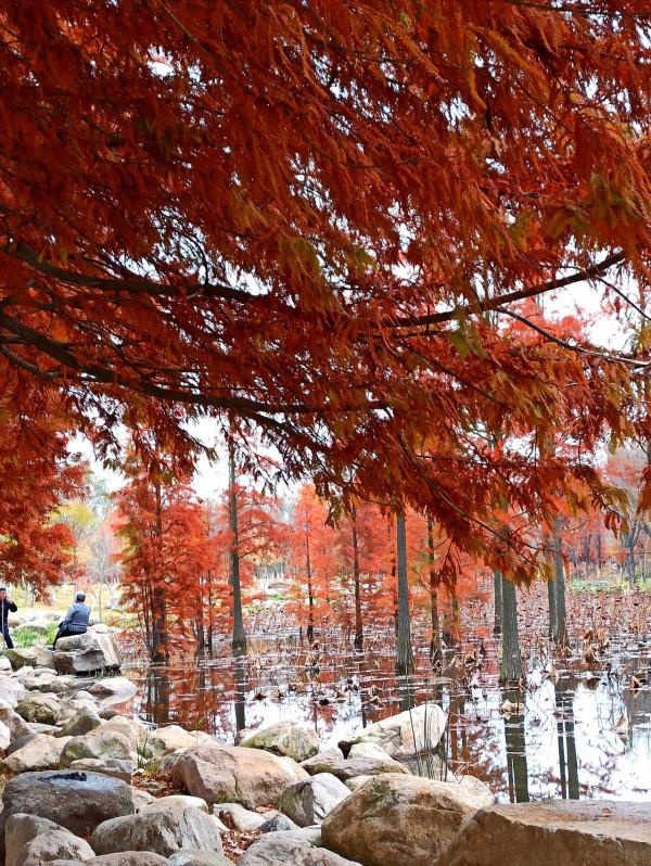 波光瀲灩水杉紅，層林盡染如畫中（之十一）