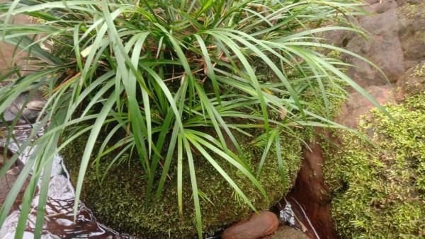 長在石頭上的草,石菖蒲煮水泡腳,鎮靜安神睡好覺 長在石頭上的草,石菖蒲煮水泡腳,鎮靜安神睡好覺