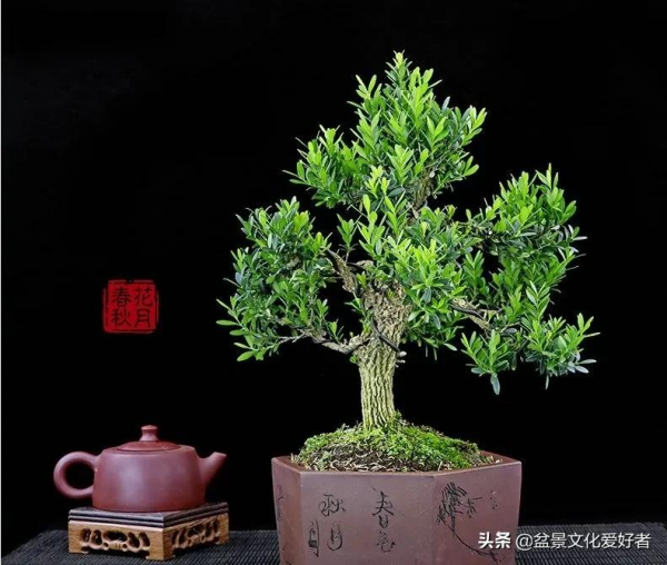 黃楊開花有“三不利” 黃楊開花有“三不利”