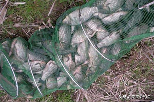冬釣鯽魚,農村野河是主戰場,在這4種位置下竿,釣大板鯽更容易 冬釣鯽魚,農村野河是主戰場,在這4種位置下竿,釣大板鯽更容易
