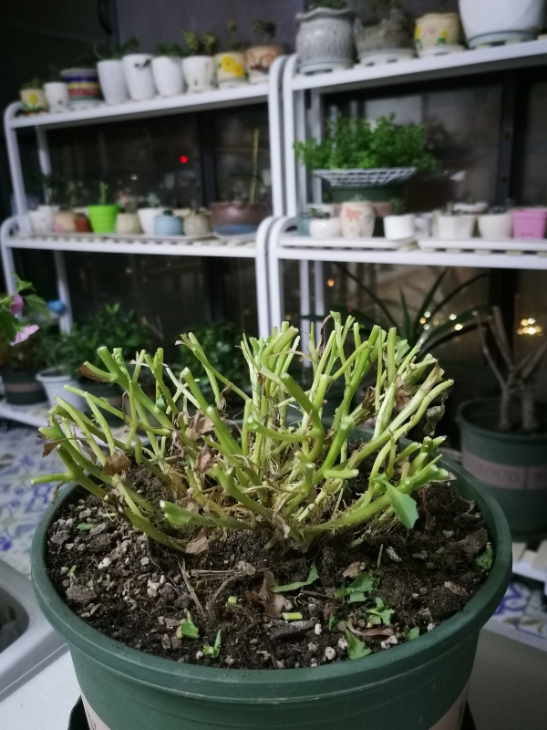 家裡養4種垂吊花，掛起來養不佔地兒，還能開出花瀑布