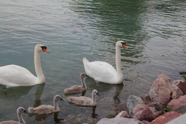 巴拉頓湖，一個風景如畫的好去處