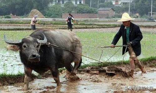 陳曉彬:說牛 陳曉彬:說牛