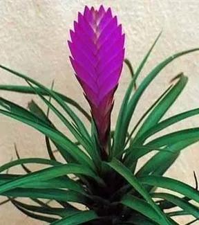 鐵蘭花一一堅強