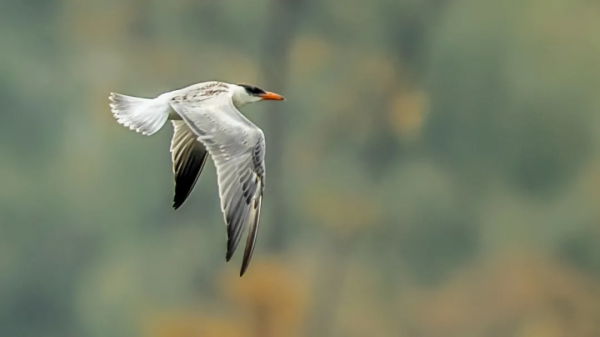 山西鳥類圖鑑 | 紅嘴巨鷗