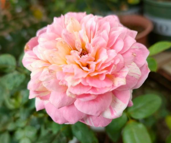 養花記住“4個有”,新手很容易學會,初步養好花沒問題 養花記住“4個有”,新手很容易學會,初步養好花沒問題