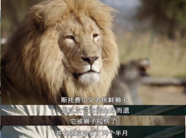 永不服輸的蜜獾，曾經有一個保護區飼養了兩隻，後來怎麼樣了？