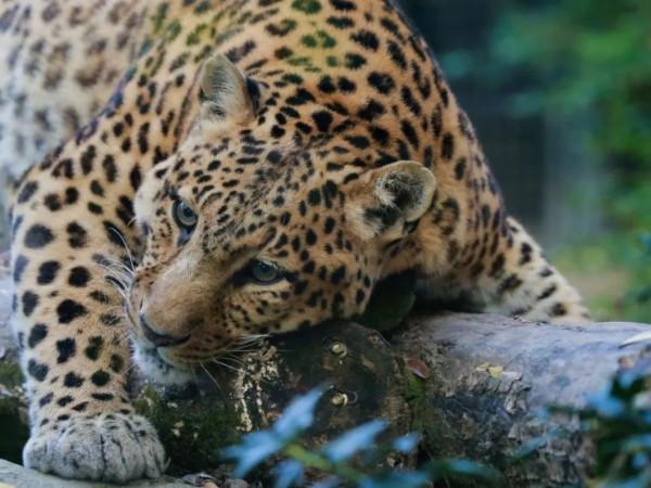 想&OpenCurlyDoubleQuote;豹富&rdquo;？快來上海動物園看&OpenCurlyDoubleQuote;豹發虎&rdquo;本豹！丨小葉子陪你過大年