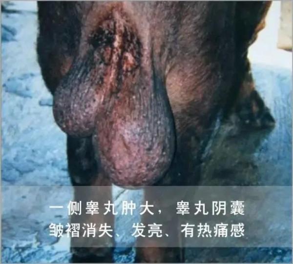 乙腦對各個時期豬的危害