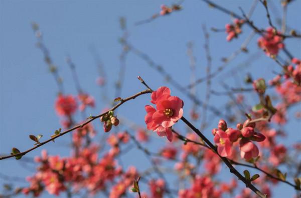 40種適合庭院花園的常見灌木植物，你認識它們嗎？