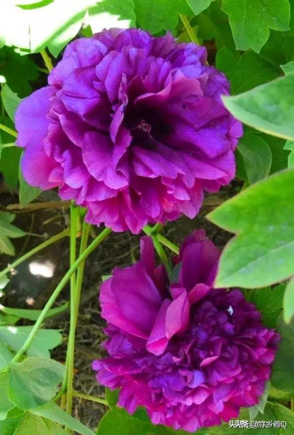 漂亮的芍藥花欣賞