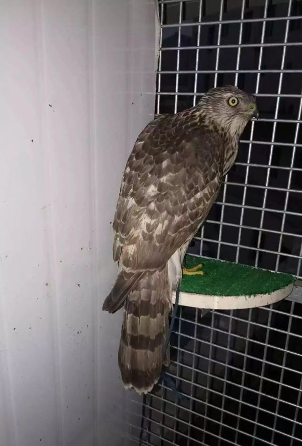 90後​“猛禽醫生”：救治的蒼鷹在天空飛行1000多天了