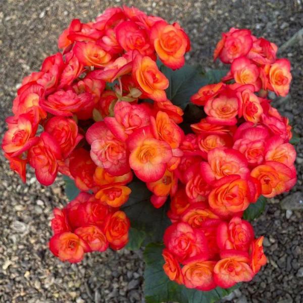 秋冬養盆麗格海棠,花朵像牡丹,有金玉滿堂好兆頭 秋冬養盆麗格海棠,花朵像牡丹,有金玉滿堂好兆頭