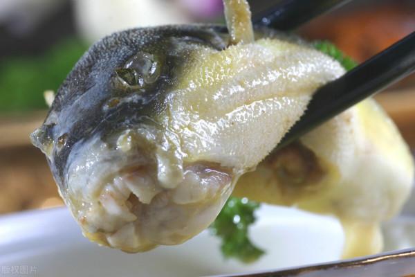 河豚本身含有劇毒，卻還是有人非常愛吃河豚，真的有那麼好吃？