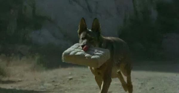 《當家主母》“喵咪事件”愈演愈烈,還有更殘忍的,都停止吧 《當家主母》“喵咪事件”愈演愈烈,還有更殘忍的,都停止吧